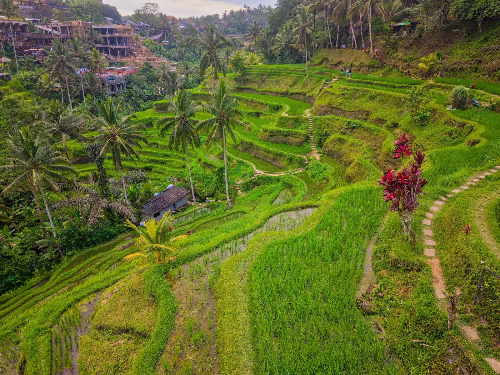 Bali on a budget view of green rice terraces near Ubud